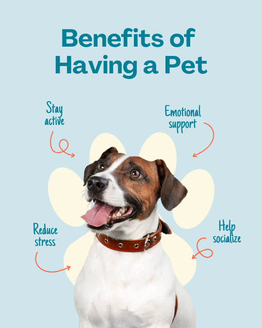 Blue Playful Pet Benefits Instagram Post — A set of Canva templates for Instagram posts, tailored for pet care businesses or influencers. Features a blue, playful 
